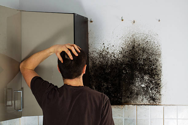 Best Industrial Mold Remediation in Lexico, CA