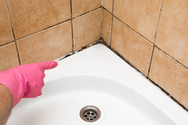 Best Residential Mold Remediation in Lexico, CA